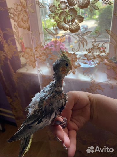 Попугай корелла ручные