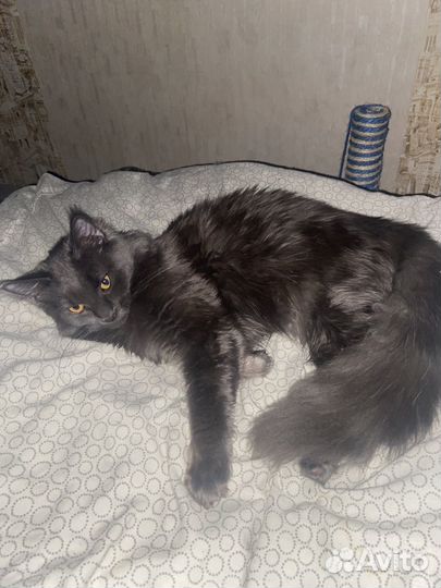 Мейн-кун девочка