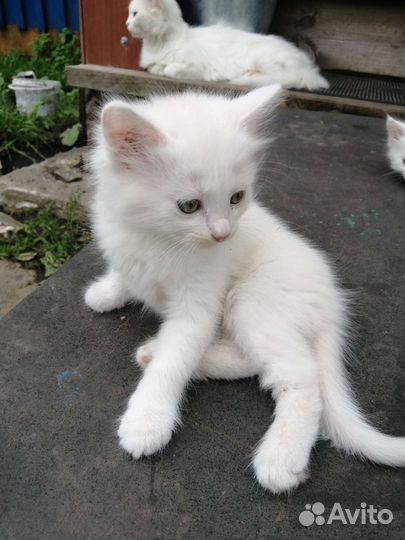 Отдам в дар котят