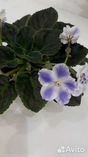 Комнатные цветы фиалки