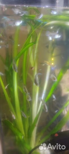 Аквариумные рыбки гуппи