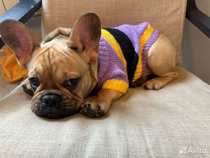 Одежда для собак