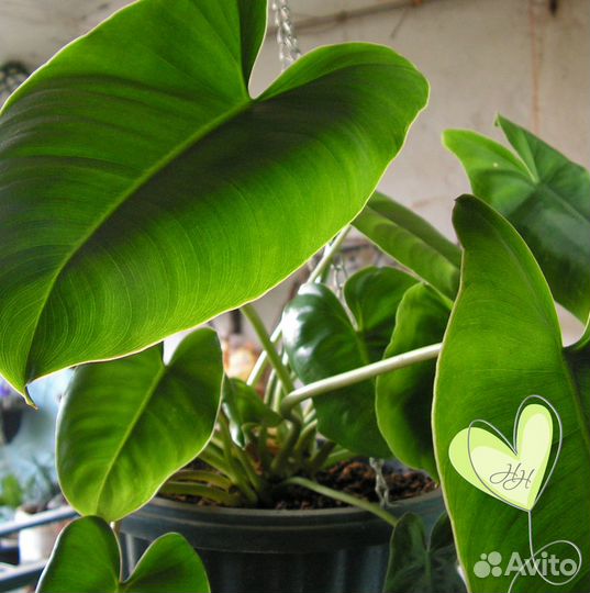 Филодендрон Бурле Маркс