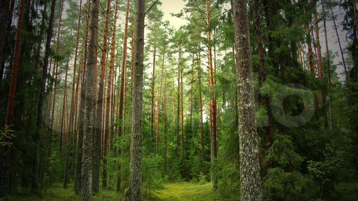 Участок 1,3 га (СНТ, ДНП)