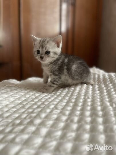 Мраморные котята