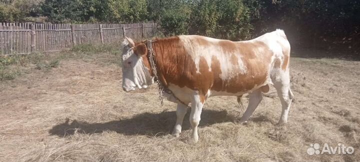 Быки на мясо