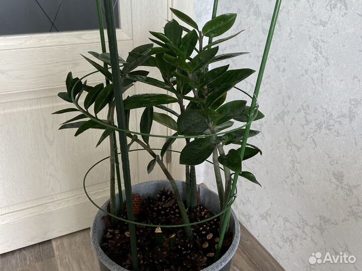 Замиокулькас (долларовое дерево) + кашпо