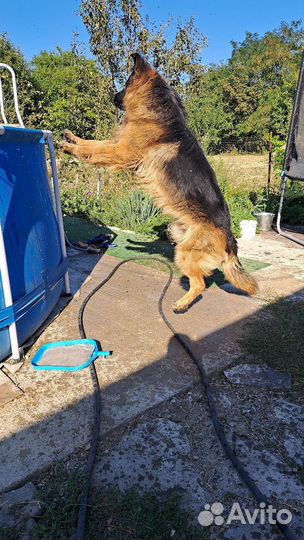 Немецкая овчарка вязка кобель