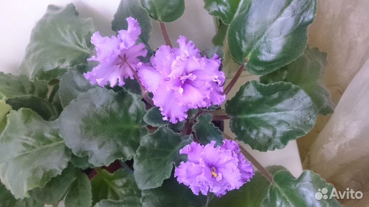 Фиалки сортовые