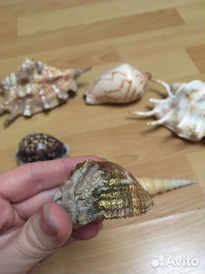 Морские ракушки раковины