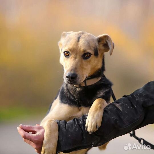 Малышка Аманда