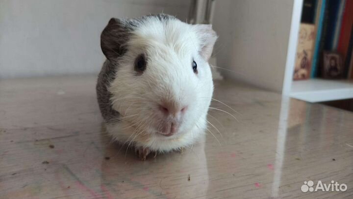 Морские свинки