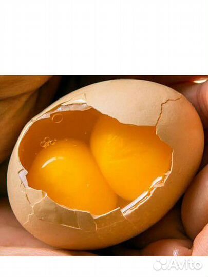 Домашние куриные яйца
