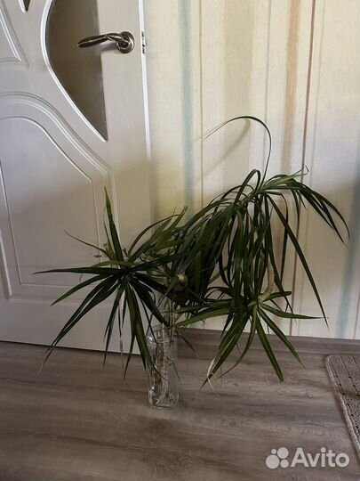 Отдам бесплатно черенки драцены