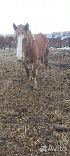 Жеребчик на племя 1.5 года
