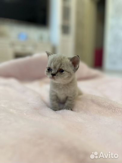 Британские котята