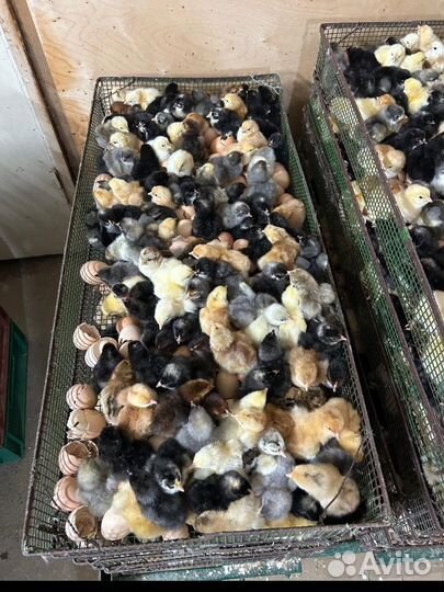Цыплята суточные микс пород