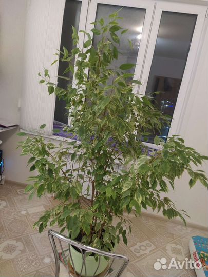 Фикус Бенджамина