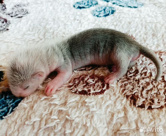 Малыши экзоты на бронь