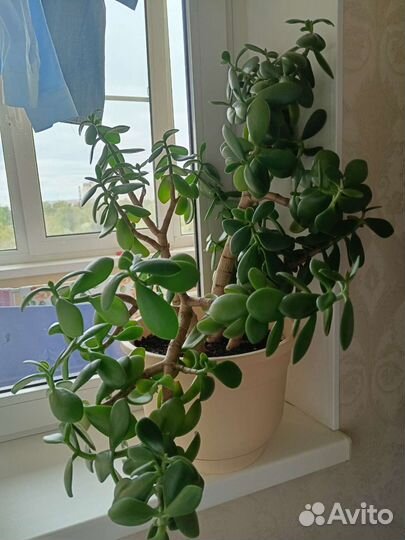 Толстянка, денежное дерево