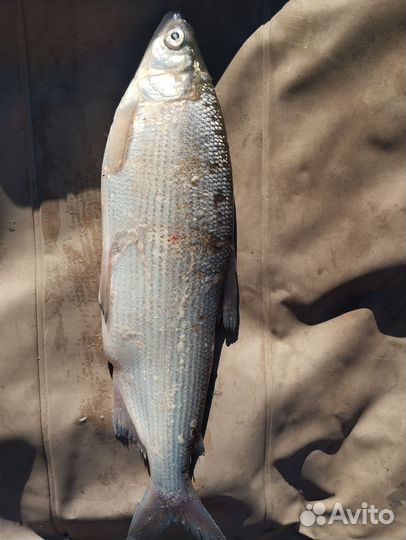 Свежая рыба сиг