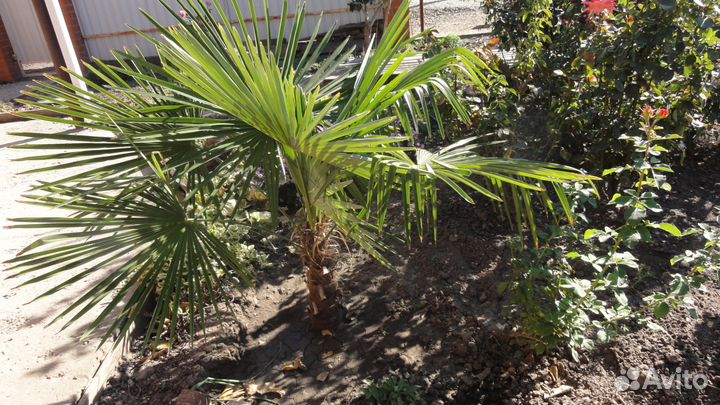 Пальмы морозостойкие веерные и банановые