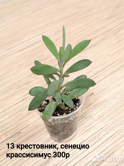 Суккуленты
