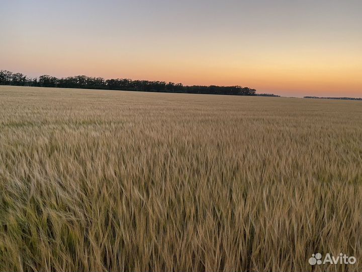 Зерно ячмень