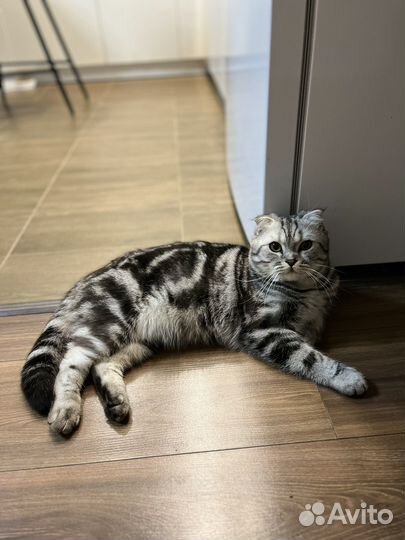 Шотландский кот для вязки и любви