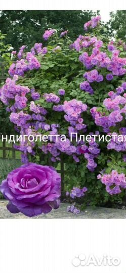 Роза плетистая