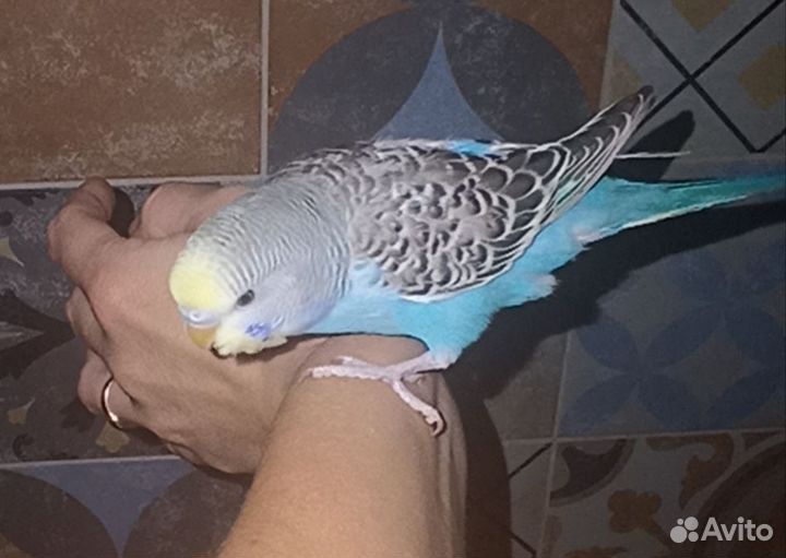 Молодежь волнистого попугая