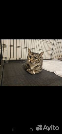 Кошечка Марта 10 мес. Спокойная покладистая