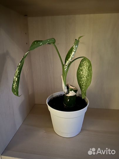 Диффенбахия