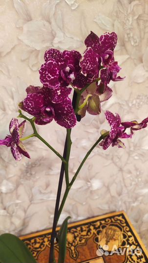 Орхидея фаленопсис дикий кот
