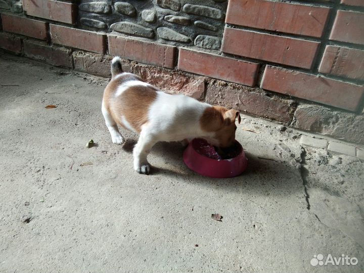 Щенок Джек Рассел терьер мальчик