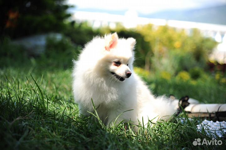 Шпиц РКФ продажа или приглашаем на вязку