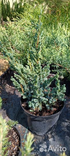 Пальма веерная можжевельник туя саженцы