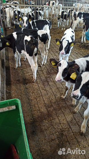 Телята мясной породы бычки