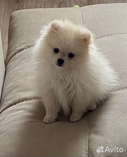 Щенки шпица