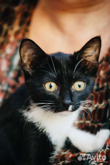 Котёнок в дар