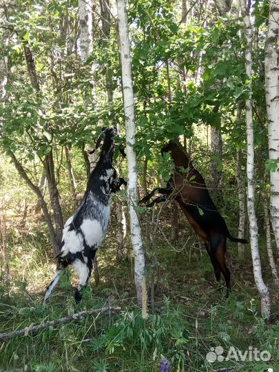 Нубийские козы