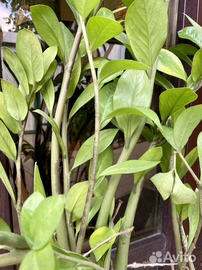 Замиокулькас