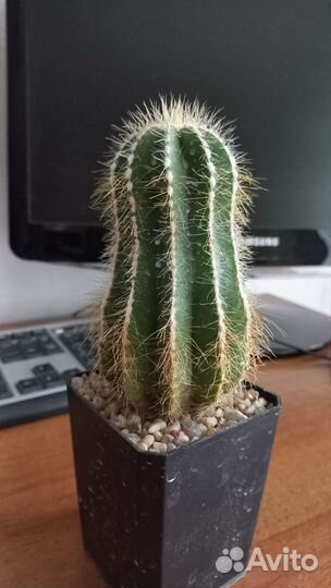 Кактус Нотокактус Вараси