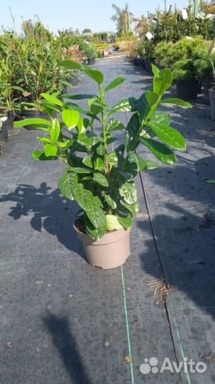 Вечнозеленые. Фотиния. Лавровишня.Пиерис. Нандина