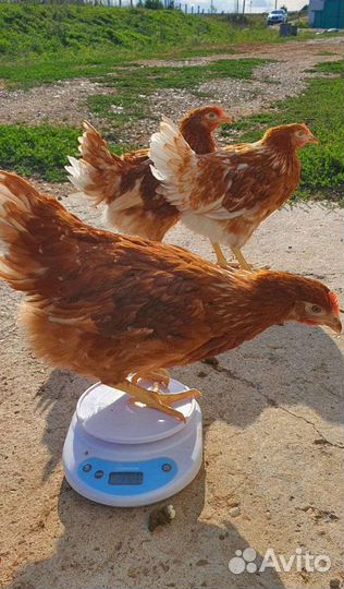 Куры Несушки Молодки