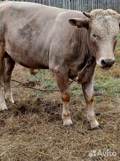 Быки на мясо