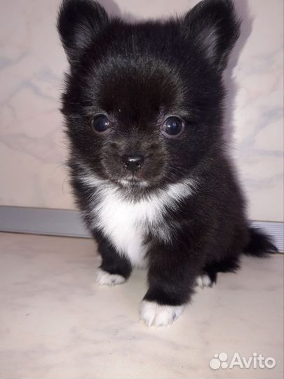 Маленькая собака шпиц/чихуахуа
