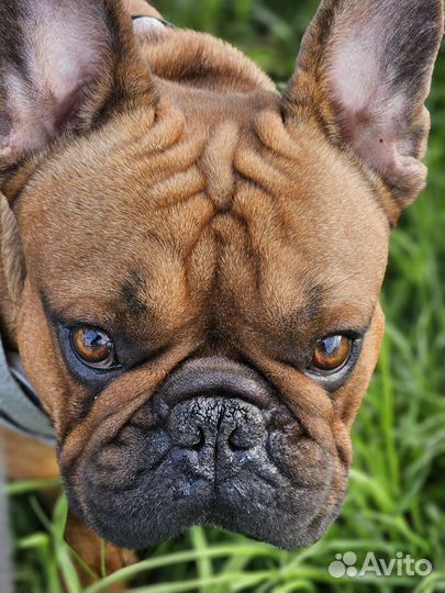 Вязка собак французский бульдог