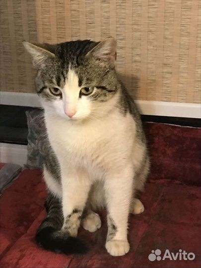 Джентельмен-Василий, в добрые руки