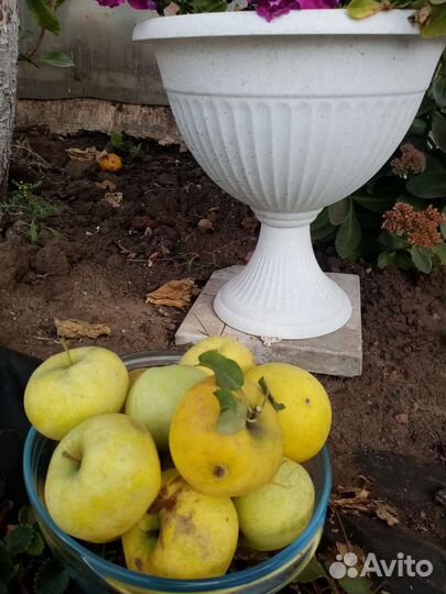 Яблоки домашние